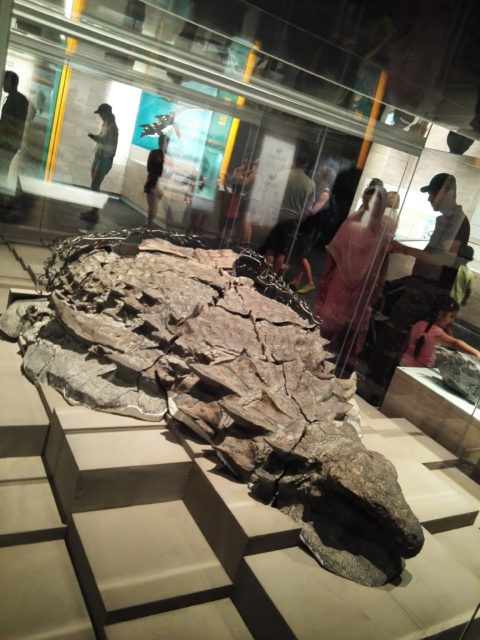 恐竜好きの子供と行く、カナダ・ロイヤルティレル古生物博物館 ツアー旅行②